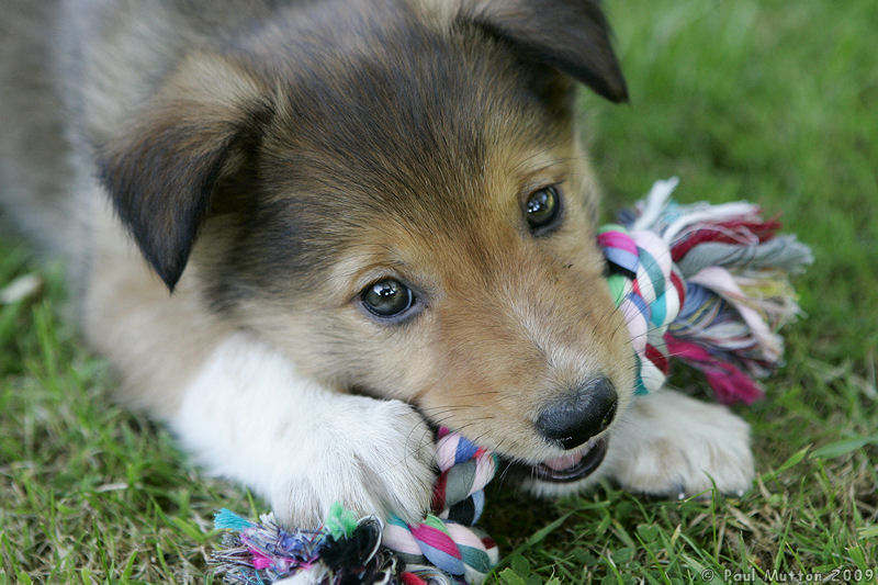  A8V6365 Archie puppy chewing toy in garden